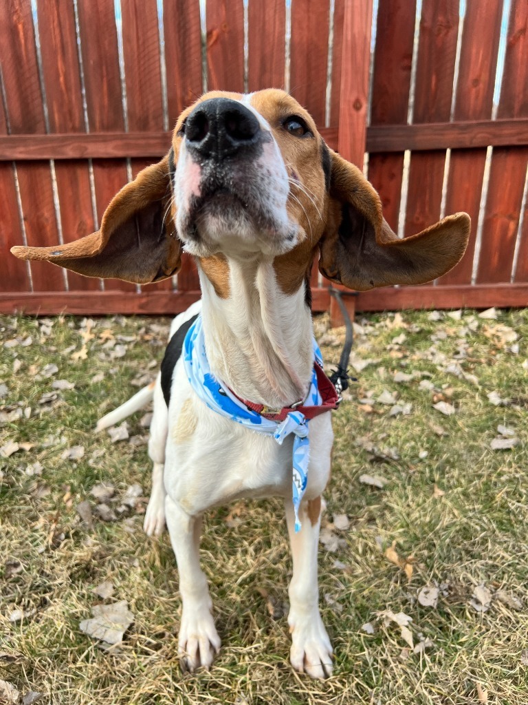 Waylon Jennings, an adoptable Mixed Breed in Menomonie, WI, 54751 | Photo Image 2