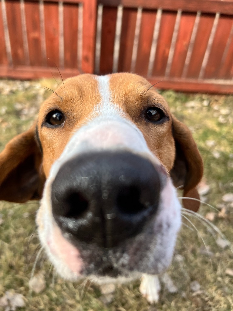 Waylon Jennings, an adoptable Mixed Breed in Menomonie, WI, 54751 | Photo Image 3