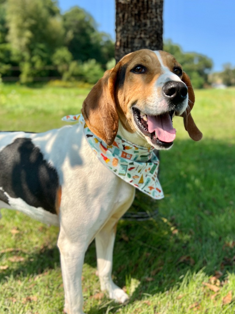 Waylon Jennings, an adoptable Mixed Breed in Menomonie, WI, 54751 | Photo Image 4