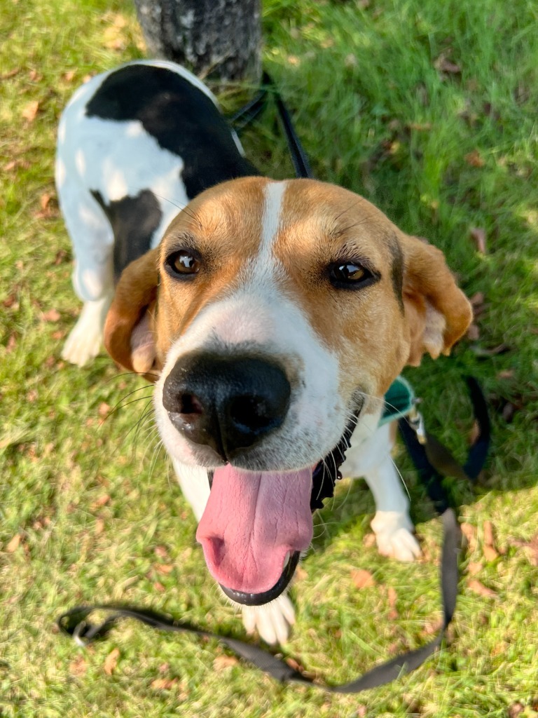 Waylon Jennings, an adoptable Mixed Breed in Menomonie, WI, 54751 | Photo Image 5