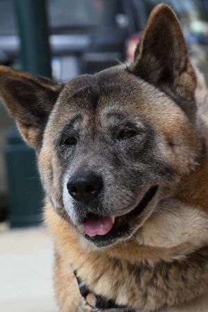 **Yoshi**, Adult Male unknown