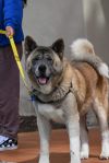 **Yoshi** photo 2