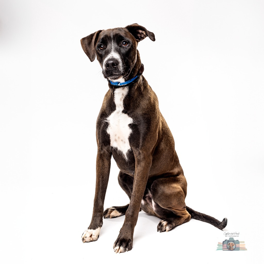 Kanan, an adoptable Doberman Pinscher, Labrador Retriever in El Paso, TX, 79906 | Photo Image 1