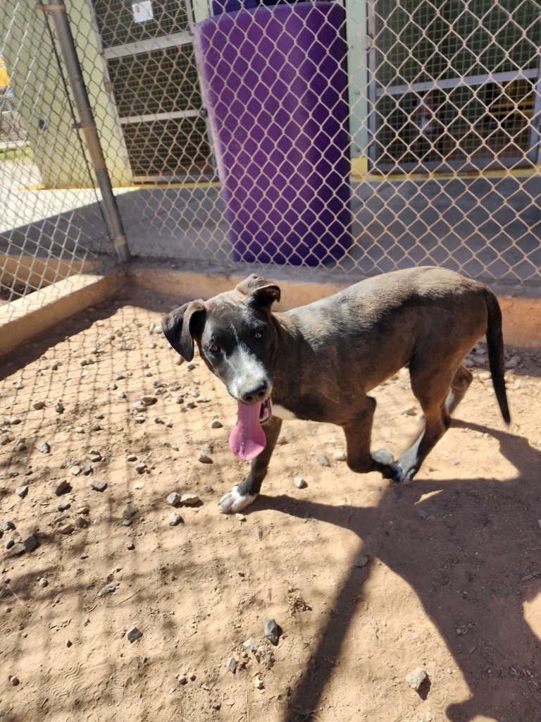 Kanan, an adoptable Doberman Pinscher, Labrador Retriever in El Paso, TX, 79906 | Photo Image 3