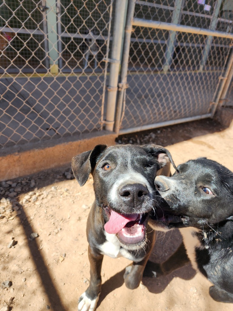 Kanan, an adoptable Doberman Pinscher, Labrador Retriever in El Paso, TX, 79906 | Photo Image 4