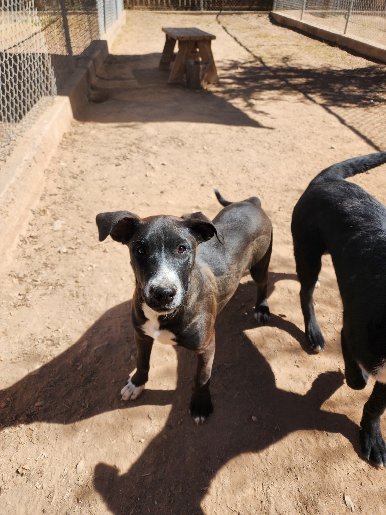 Kanan, an adoptable Doberman Pinscher, Labrador Retriever in El Paso, TX, 79906 | Photo Image 5