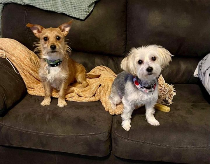 Wire haired terrier outlet yorkie mix