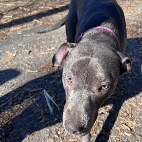 Poppy, an adoptable Weimaraner, Labrador Retriever in Blairsville, GA, 30512 | Photo Image 3