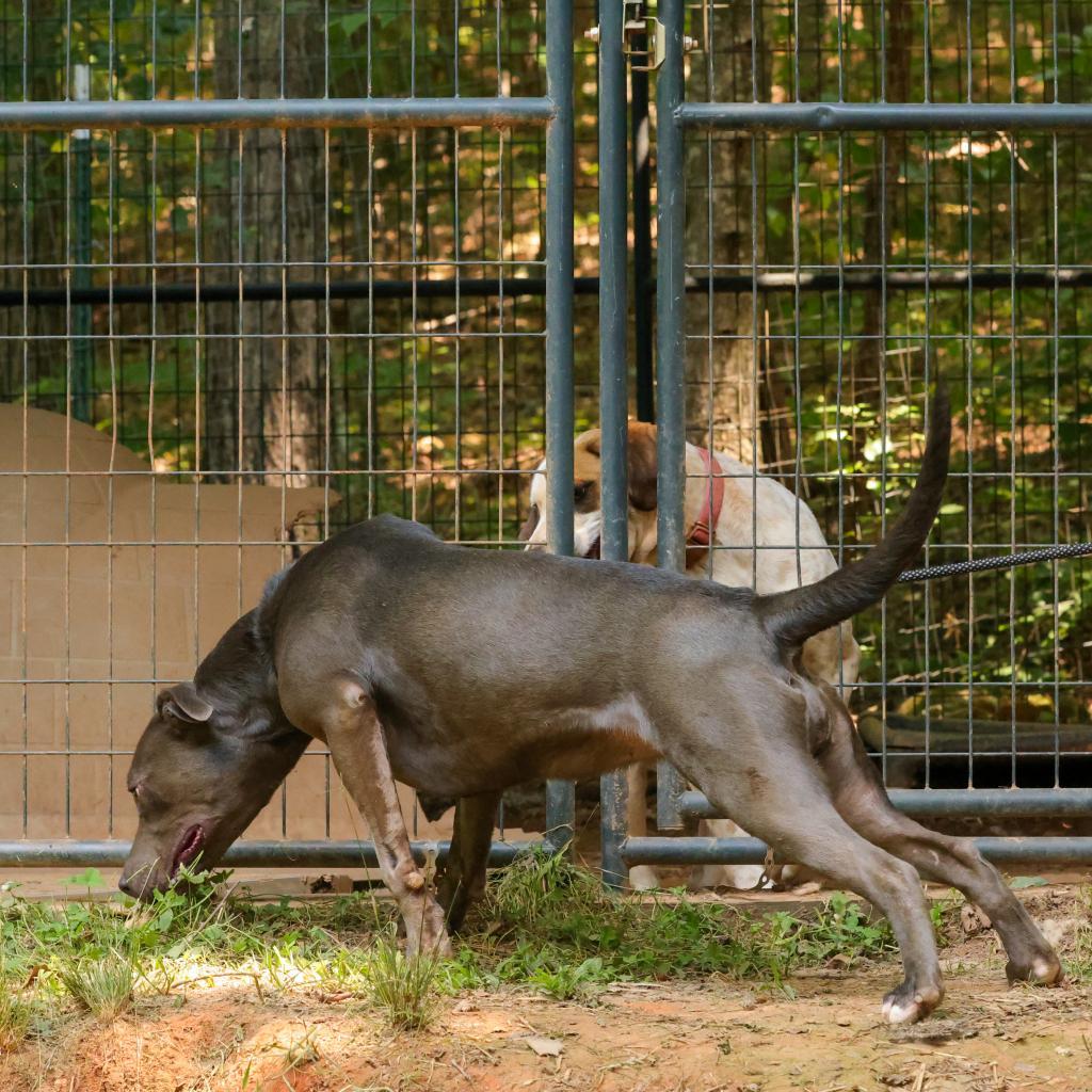 Poppy, an adoptable Weimaraner, Labrador Retriever in Blairsville, GA, 30512 | Photo Image 3