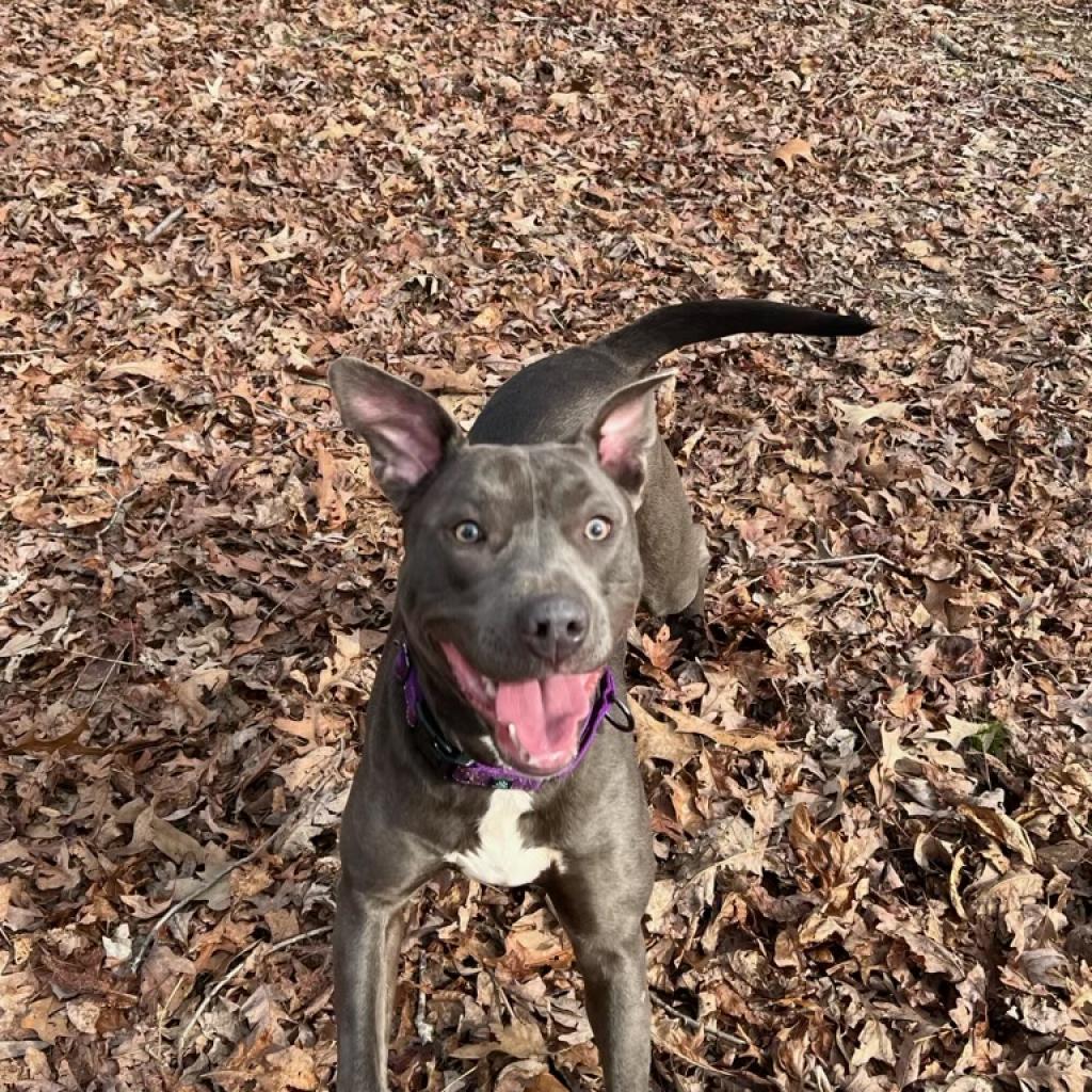 Poppy, an adoptable Mixed Breed, American Staffordshire Terrier in Blairsville, GA, 30512 | Photo Image 3