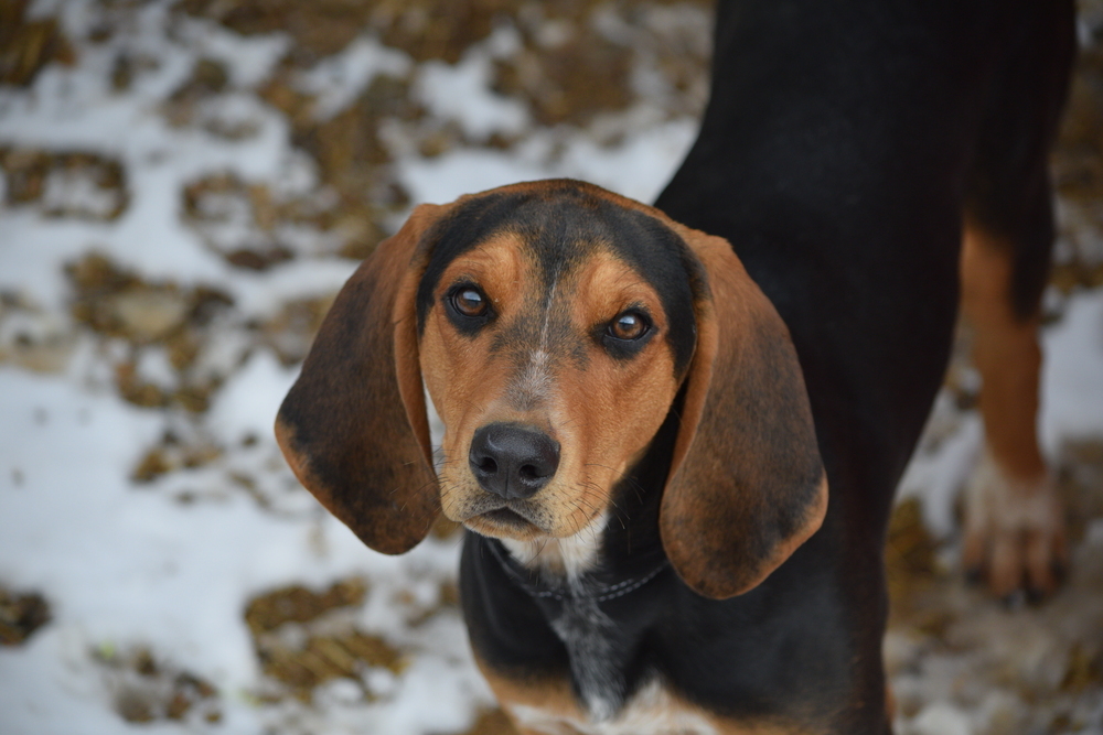 Penny, an adoptable Treeing Walker Coonhound, Bloodhound in Salmon, ID, 83467 | Photo Image 1