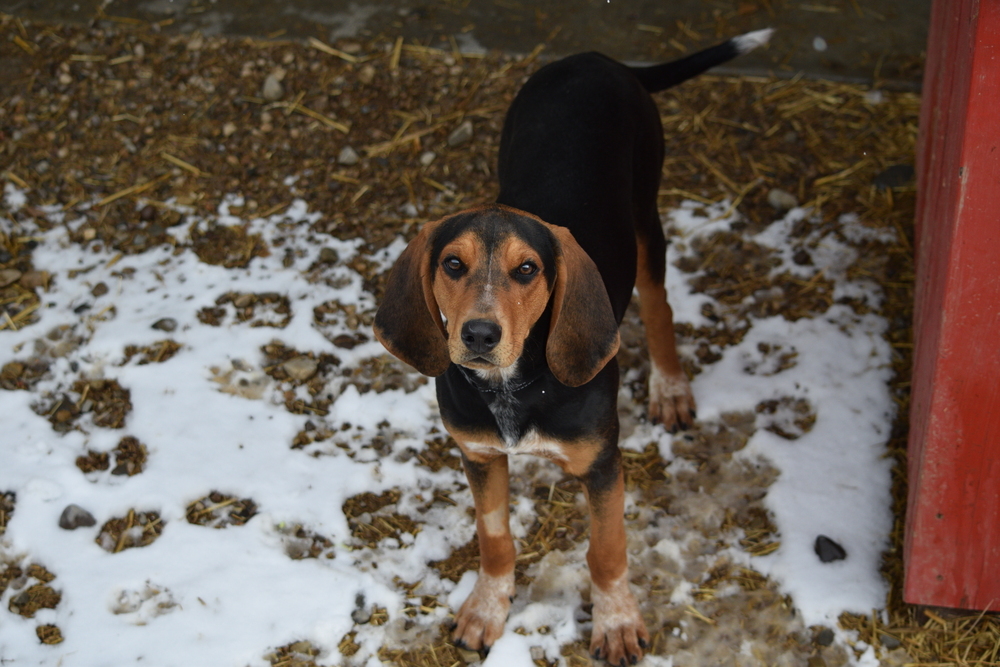 Penny, an adoptable Treeing Walker Coonhound, Bloodhound in Salmon, ID, 83467 | Photo Image 2