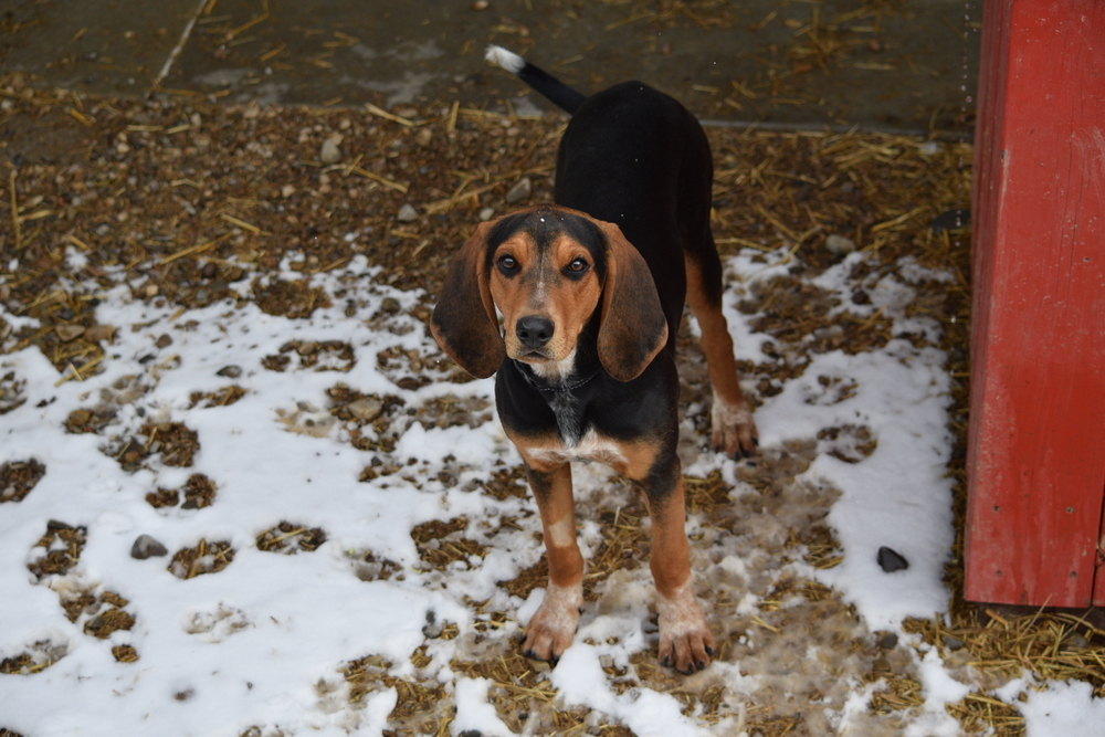 Penny, an adoptable Treeing Walker Coonhound, Bloodhound in Salmon, ID, 83467 | Photo Image 3
