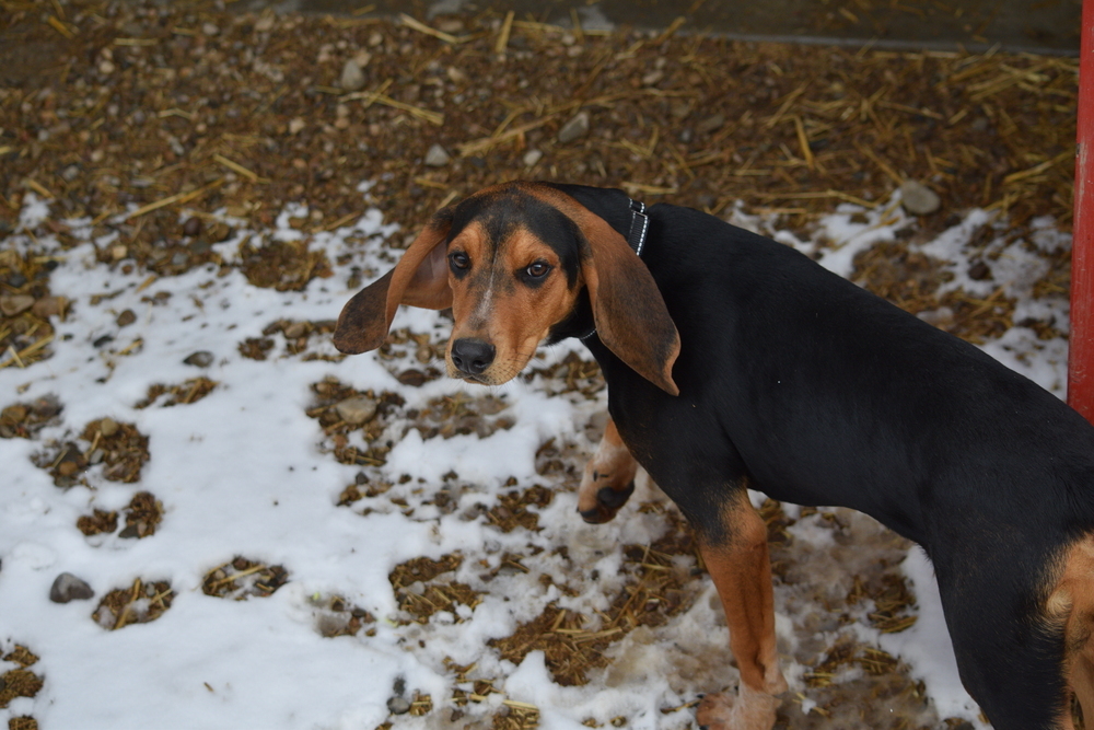 Penny, an adoptable Treeing Walker Coonhound, Bloodhound in Salmon, ID, 83467 | Photo Image 4