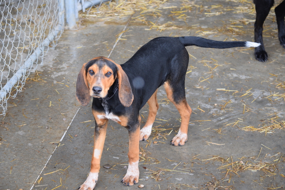 Penny, an adoptable Treeing Walker Coonhound, Bloodhound in Salmon, ID, 83467 | Photo Image 5