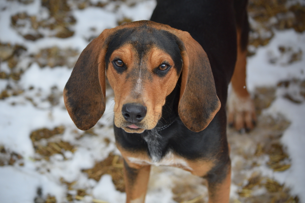 Penny, an adoptable Treeing Walker Coonhound, Bloodhound in Salmon, ID, 83467 | Photo Image 6