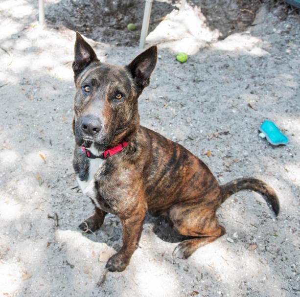 OSCAR, an adoptable Mixed Breed in Palmetto, FL, 34221 | Photo Image 1