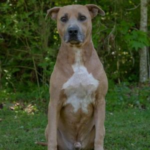 Waylon Black Mouth Cur Dog