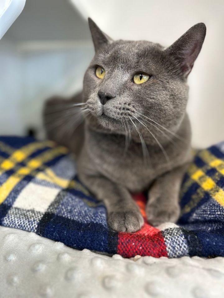 Russian blue tom cat cheap