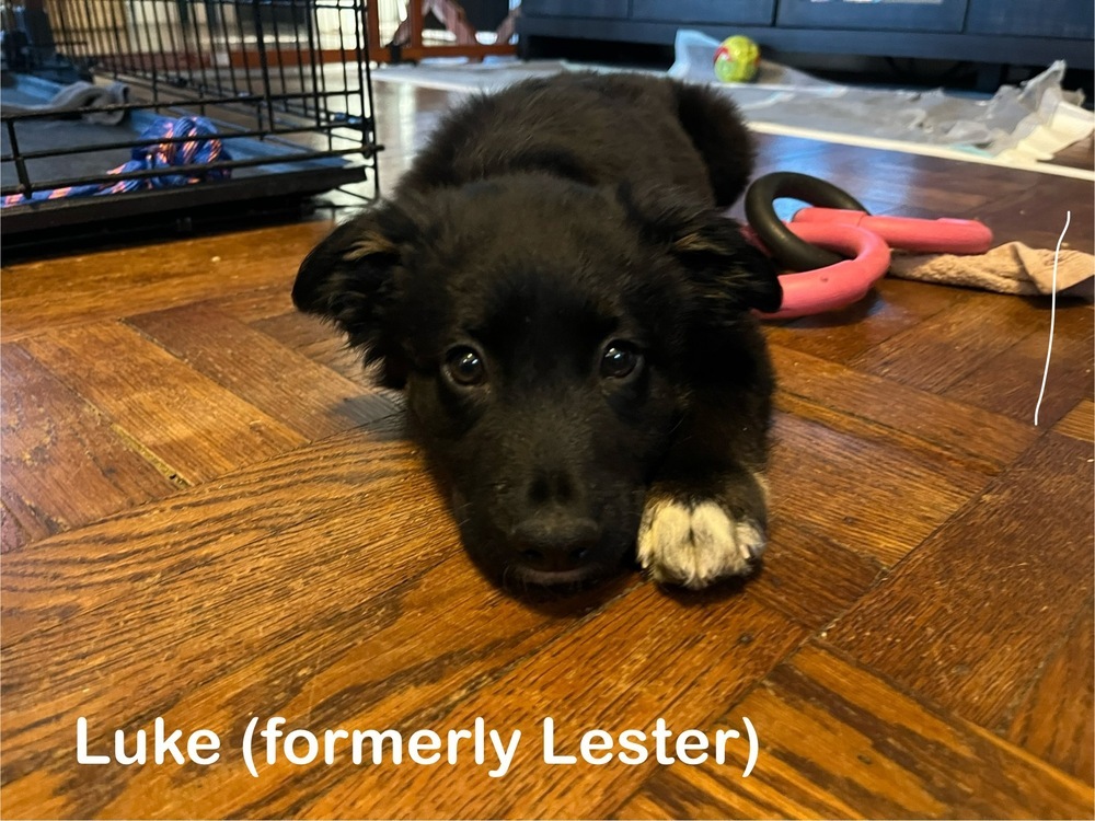 Lester (Lacey's Litter)