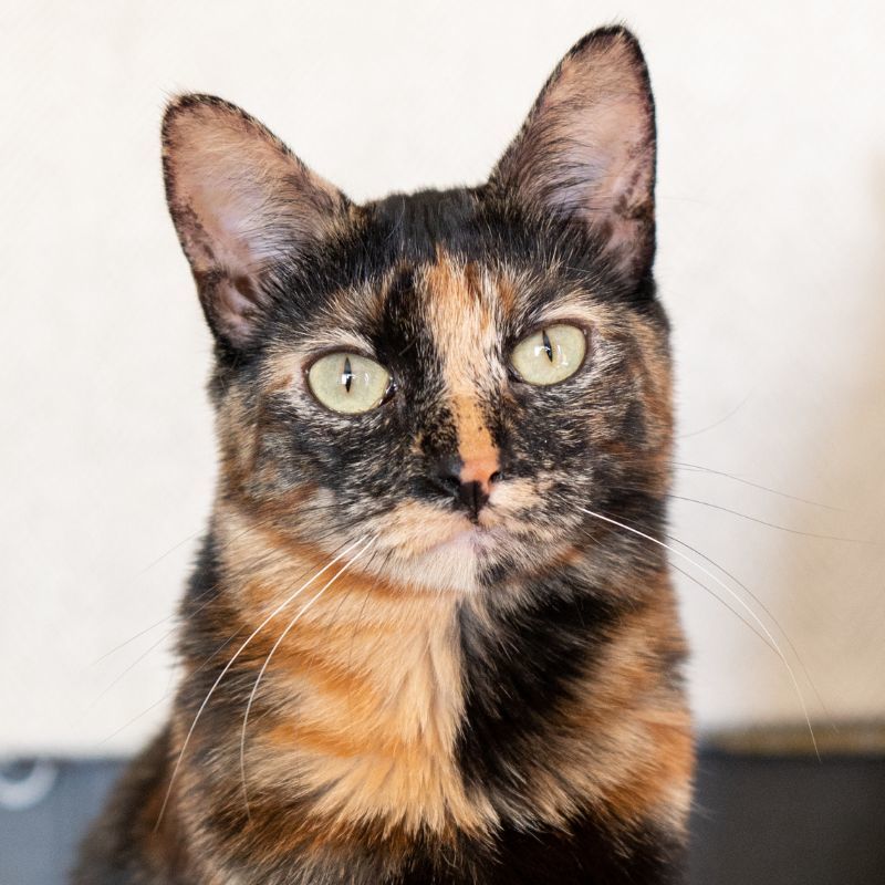 Brenda, an adoptable Domestic Short Hair in Laramie, WY, 82073 | Photo Image 1