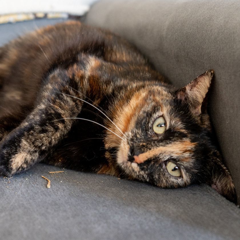 Brenda, an adoptable Domestic Short Hair in Laramie, WY, 82073 | Photo Image 3