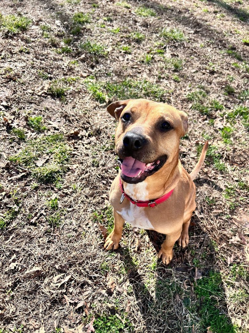 Dog for adoption - Taran, a Pit Bull Terrier in Maidens, VA | Petfinder