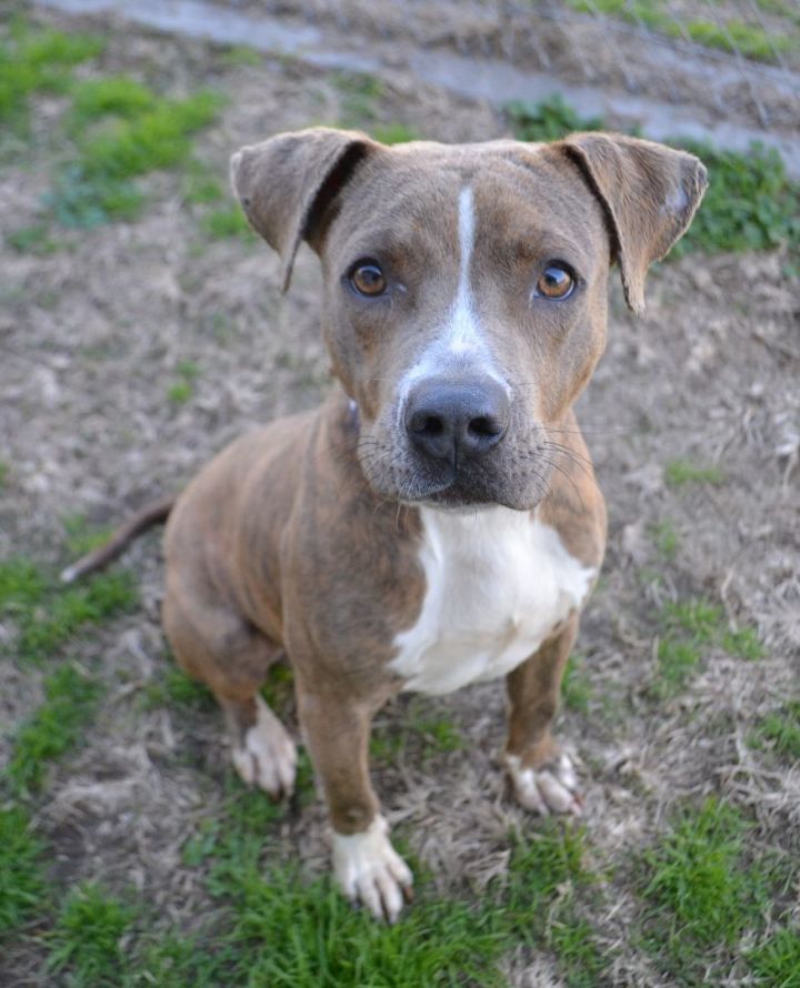 Dog for adoption Yo Yo a Mountain Cur Mix in Beaumont TX