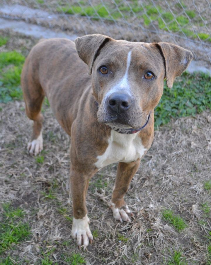 Dog for adoption Yo Yo a Mountain Cur Mix in Beaumont TX