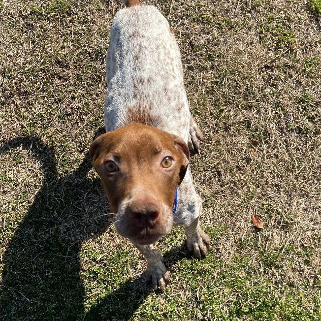 Petfinder german best sale shorthaired pointer