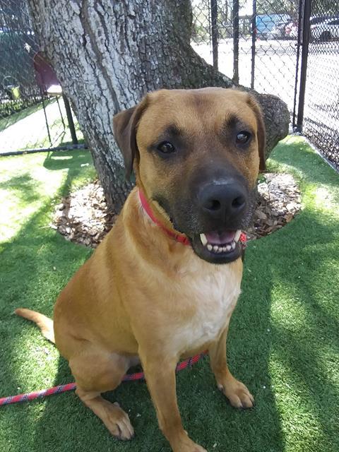 AXEL, an adoptable Mixed Breed in Palmetto, FL, 34221 | Photo Image 1