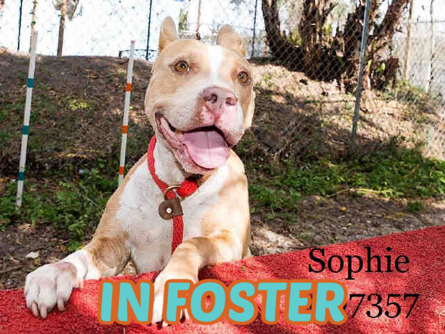 SOPHIE, an adoptable Mixed Breed in Palmetto, FL, 34221 | Photo Image 1