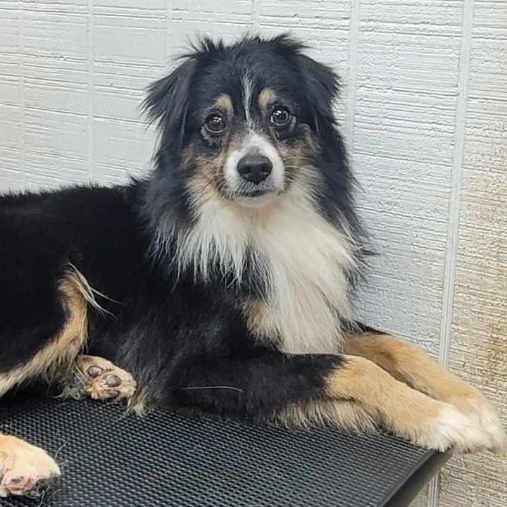 Petfinder mini australian store shepherd