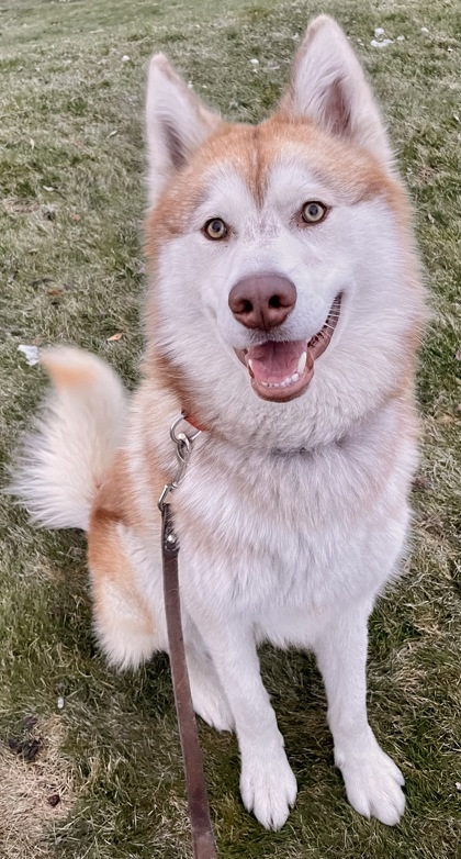 Kenickie, an adoptable Siberian Husky, Mixed Breed in Wenatchee, WA, 98807 | Photo Image 2