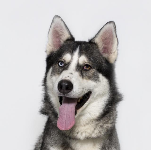 COBY, an adoptable Siberian Husky in Santa Maria, CA, 93455 | Photo Image 1