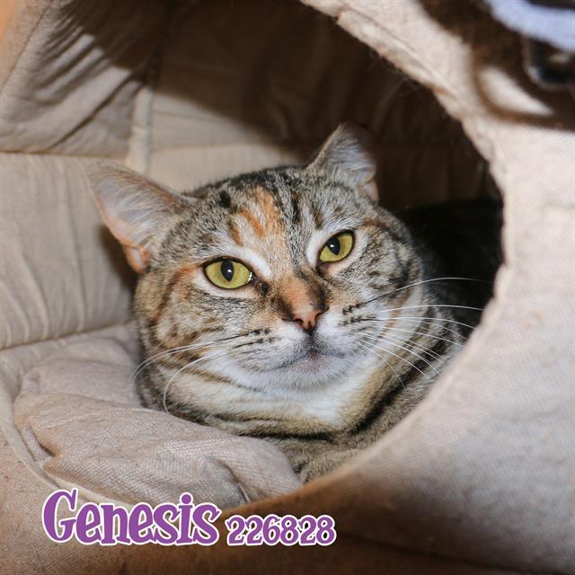 GENESIS, an adoptable Domestic Short Hair in Fort Walton Beach, FL, 32548 | Photo Image 1