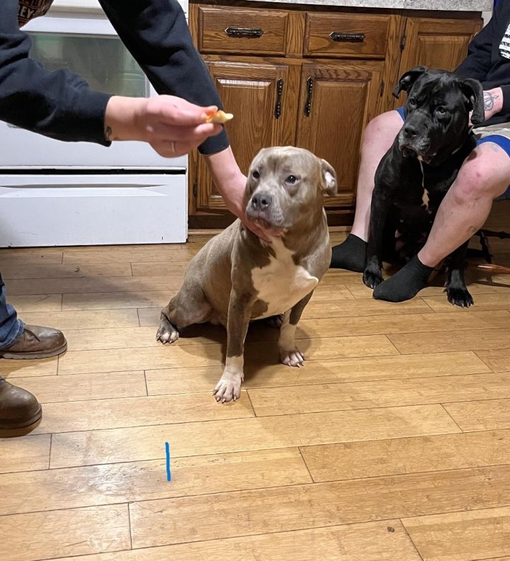 Dog for adoption Rex an American Bully Mix in Munising MI