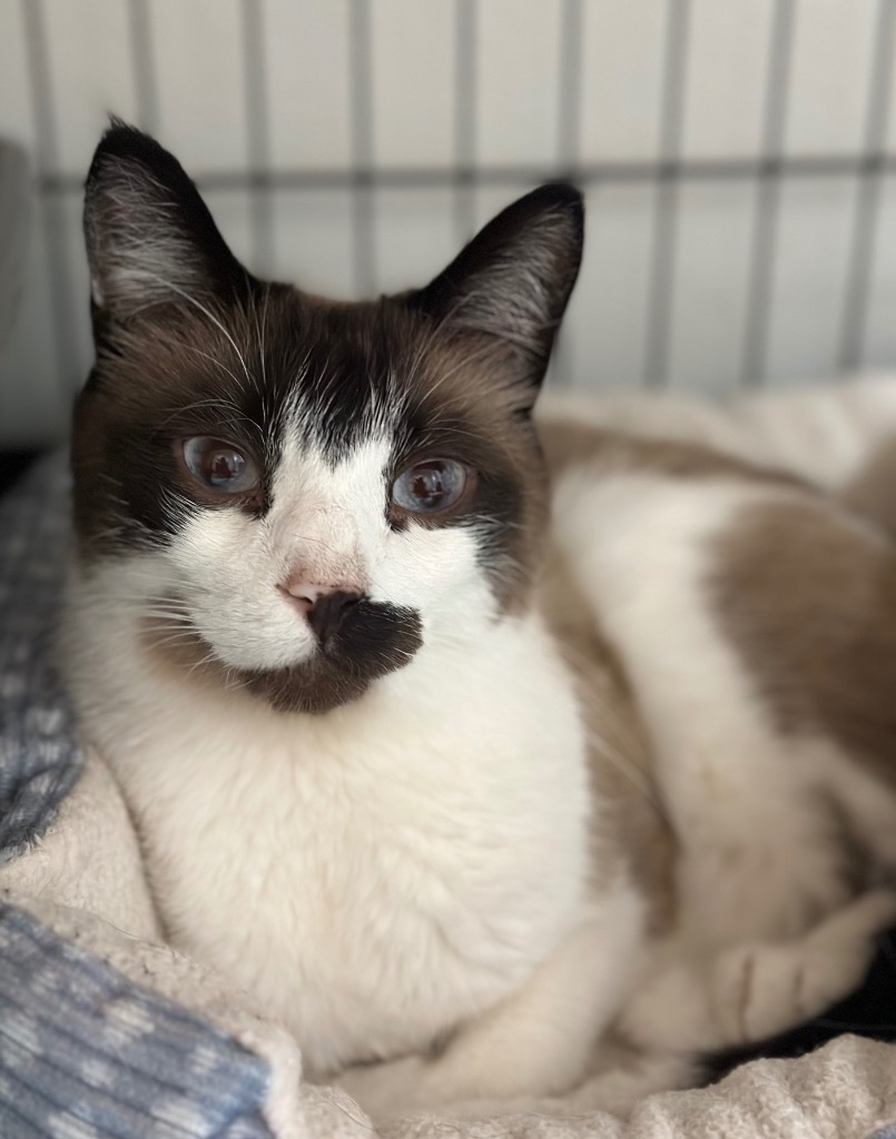 10/18/25 - Silas, an adoptable Domestic Short Hair in Stillwater, OK, 74074 | Photo Image 1