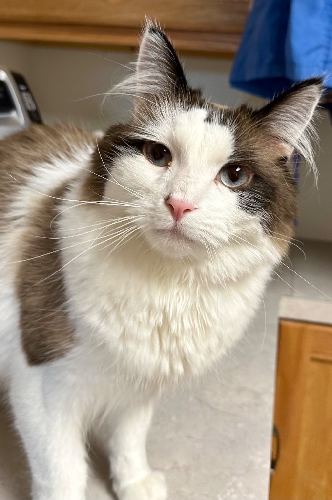 10/18/25 - Jep, an adoptable Domestic Short Hair in Stillwater, OK, 74074 | Photo Image 1