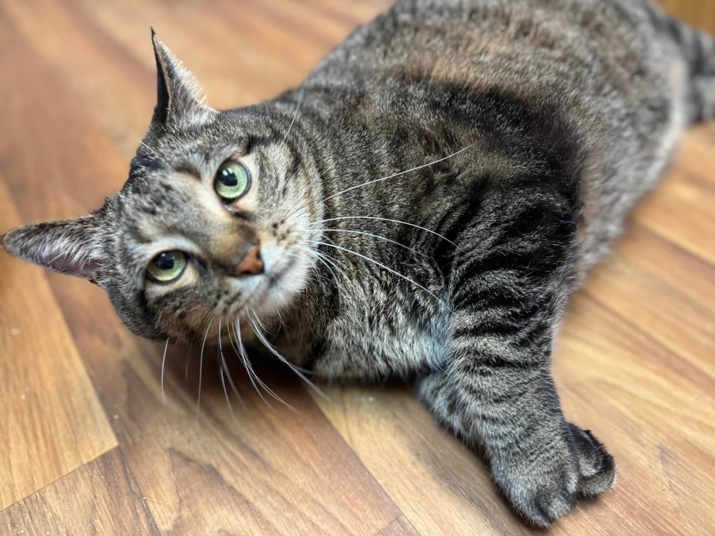 1/22/25 - Manchester (Manny), an adoptable Domestic Short Hair in Stillwater, OK, 74074 | Photo Image 1