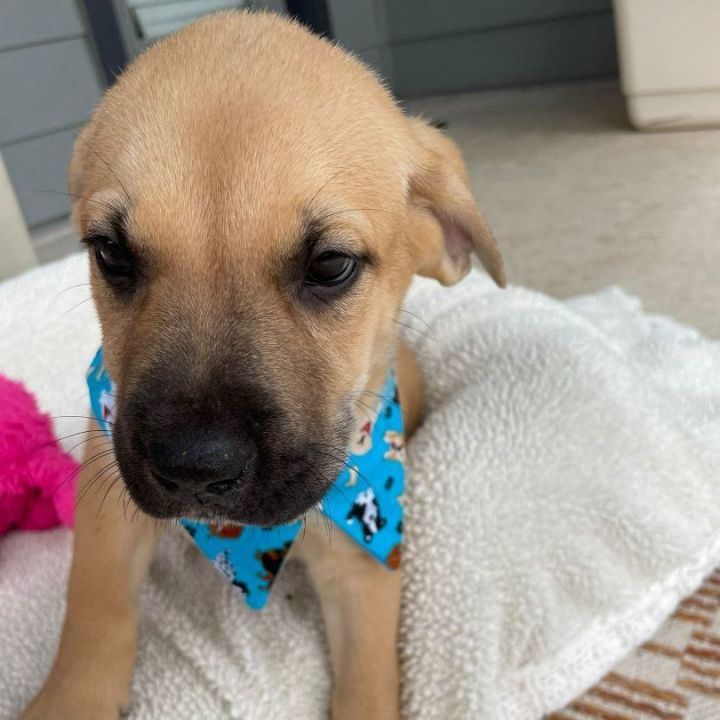 Dog for adoption Logan a Retriever Shepherd Mix in