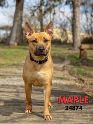Maple German Shepherd Dog Dog