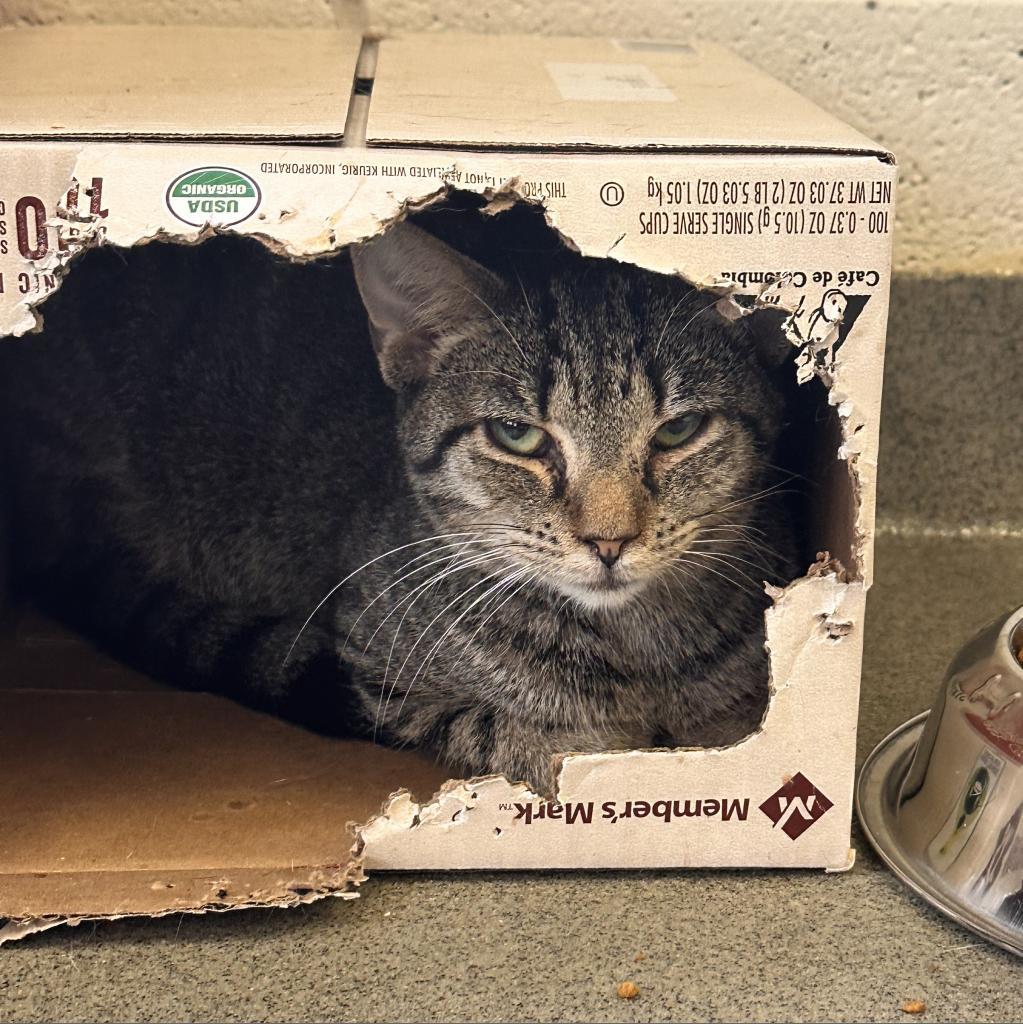 Lil Moe Peep, an adoptable Domestic Short Hair in Rocky Mount, VA, 24151 | Photo Image 2