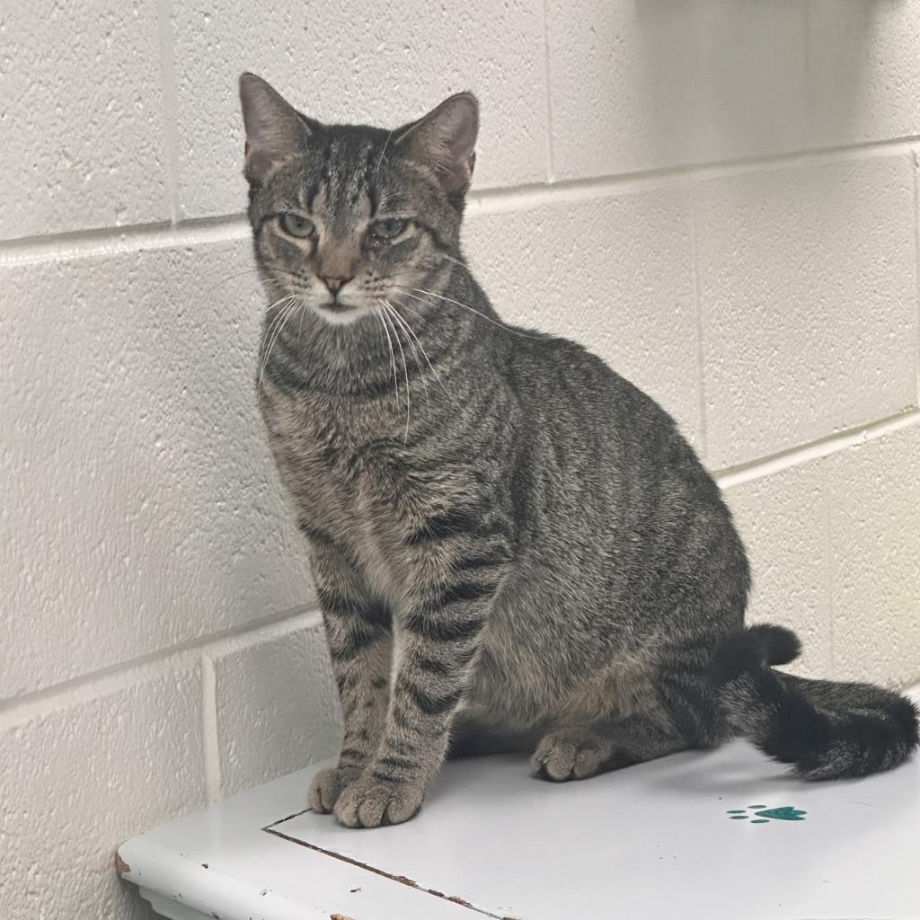 Lil Moe Peep, an adoptable Domestic Short Hair in Rocky Mount, VA, 24151 | Photo Image 3