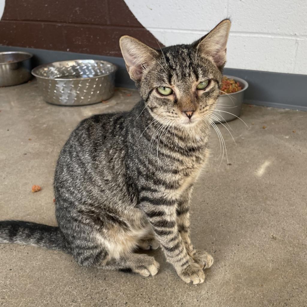 Lil Moe Peep, an adoptable Domestic Short Hair in Rocky Mount, VA, 24151 | Photo Image 4
