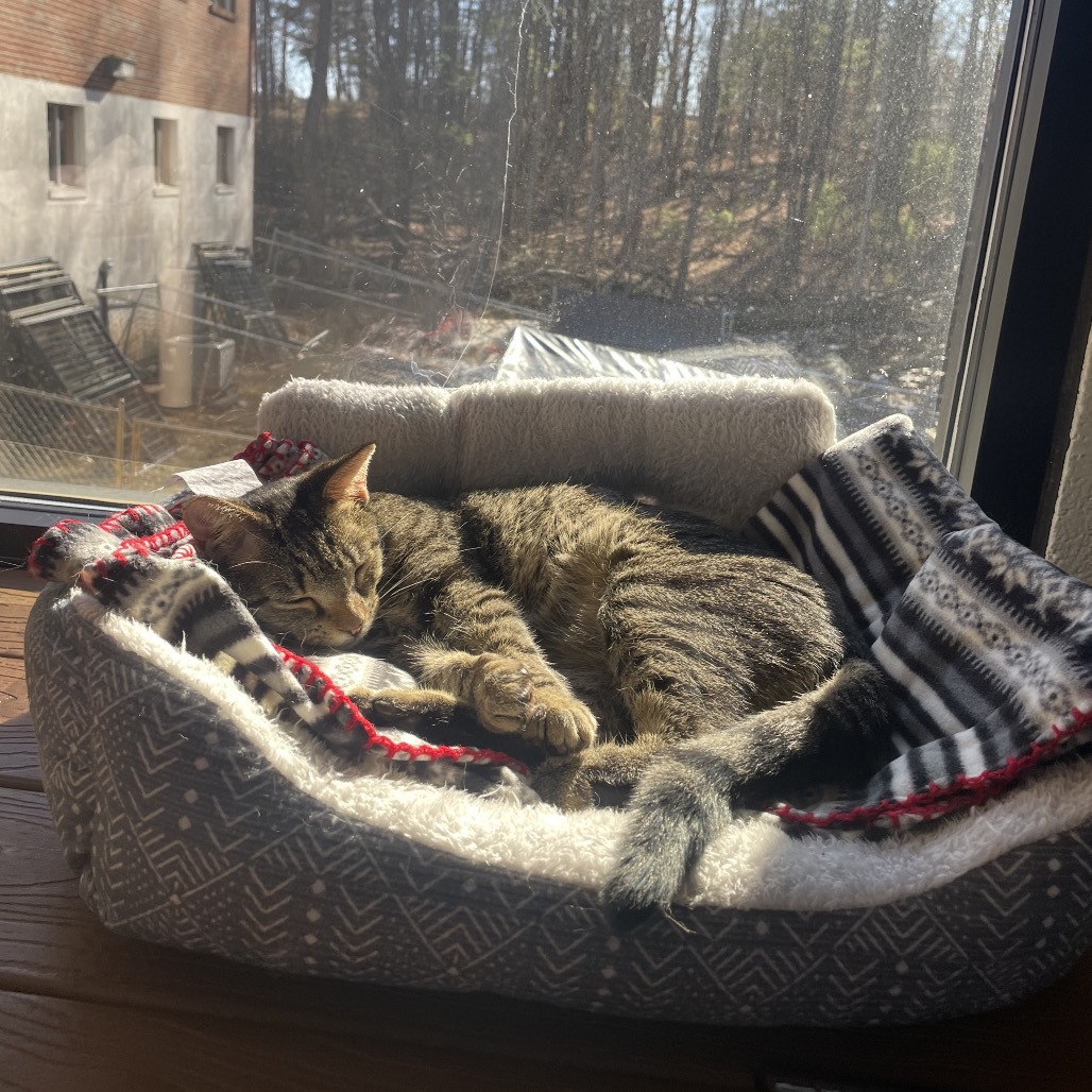 Steve, an adoptable Domestic Short Hair in Rocky Mount, VA, 24151 | Photo Image 6