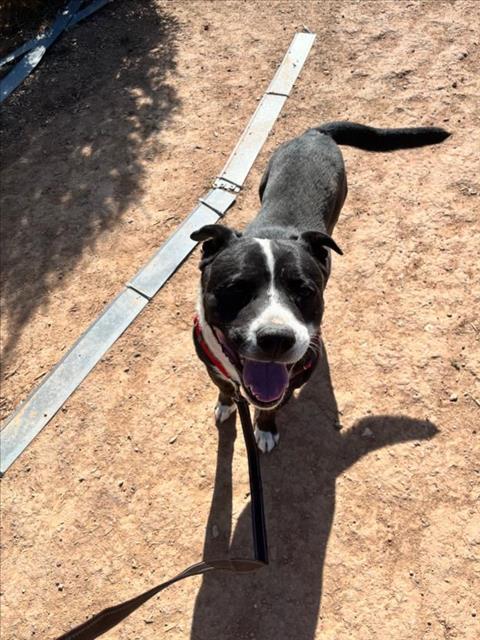 ASTON, an adoptable Mixed Breed in Santa Fe, NM, 87507 | Photo Image 1