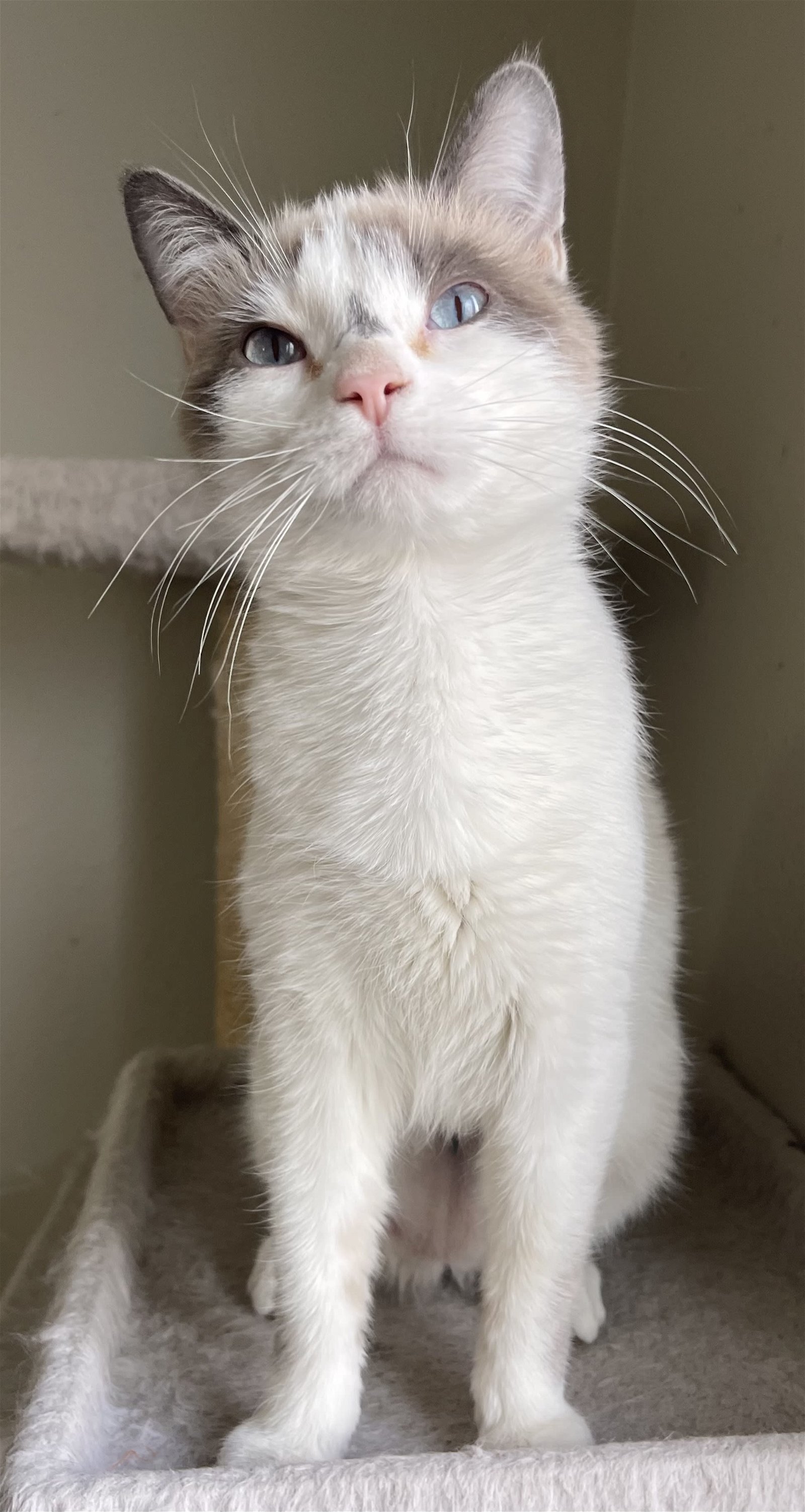 Citrine, an adoptable Domestic Short Hair in Laramie, WY, 82073 | Photo Image 2