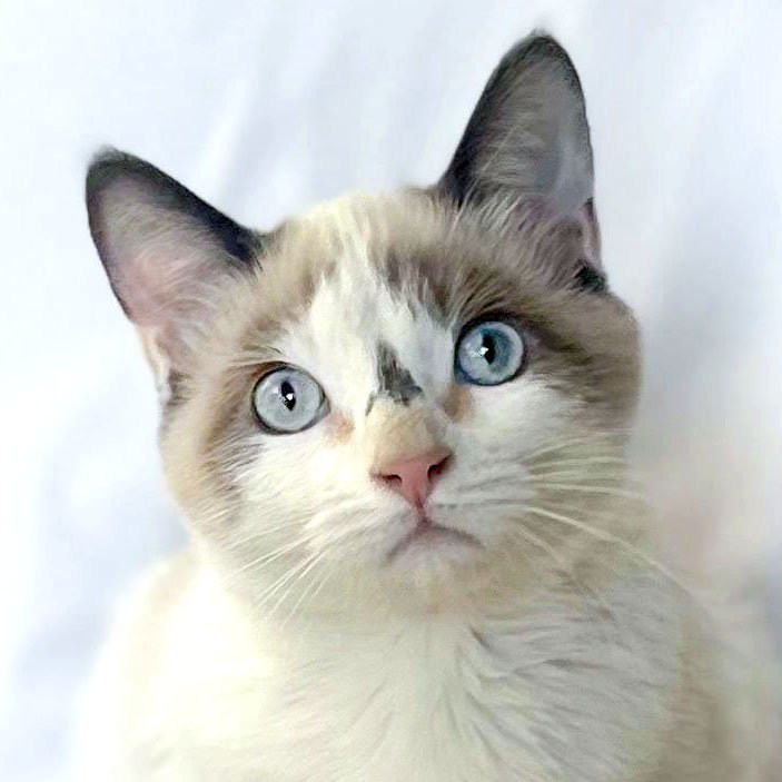 Citrine, an adoptable Domestic Short Hair in Laramie, WY, 82073 | Photo Image 3