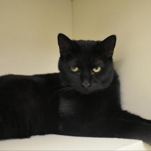 Laverne, Adult Female unknown